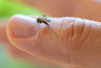 防蚊虫叮咬及处理方法有哪些
