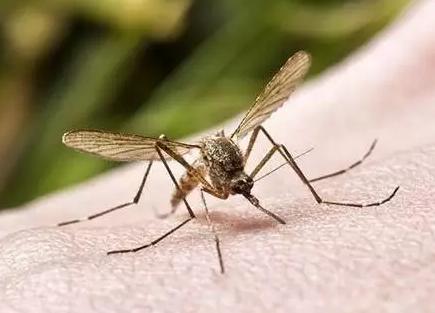 怎么消除蚊虫叮咬留下的毒性