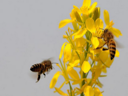 蜜蜂蛰了什么可以消肿